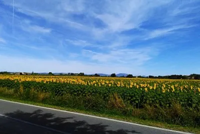 The sunflowers in Assisi