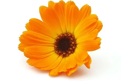 פאזל של flores