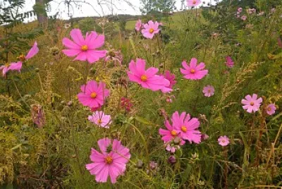 fleurs