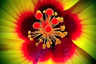 flores