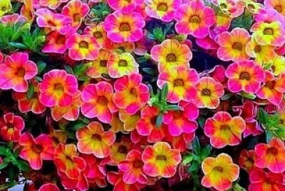 flores