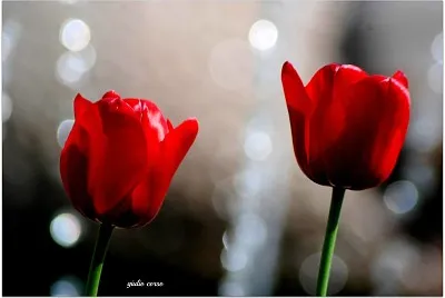 tulip jigsaw puzzle