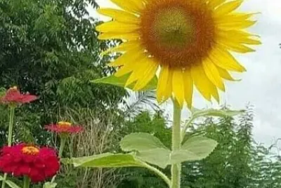 flores