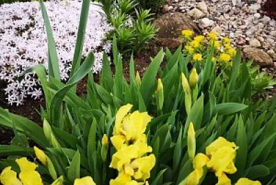 flores