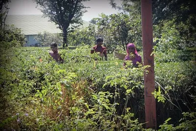 Tea Picking