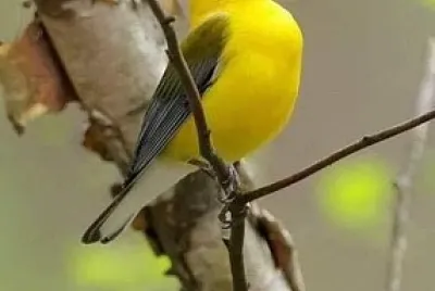 natural