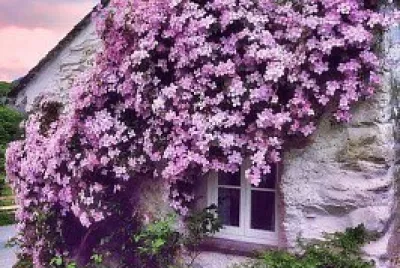 flores