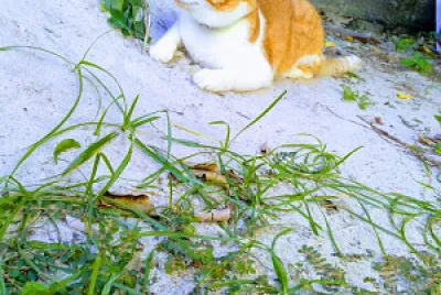 gato