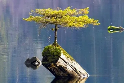 natural
