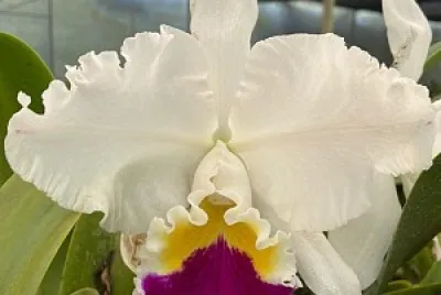 flores
