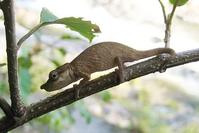 פאזל של Calumma nasatum