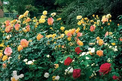 flores