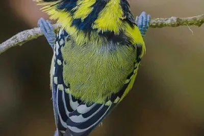 natural
