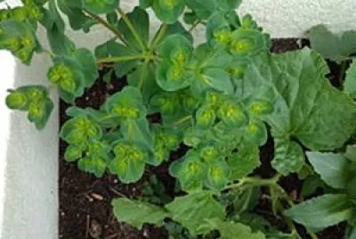 plante verte extÃ©rieure