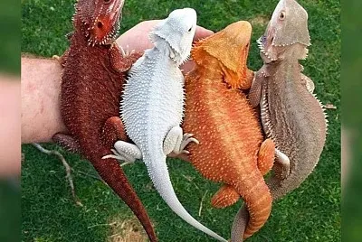 cores