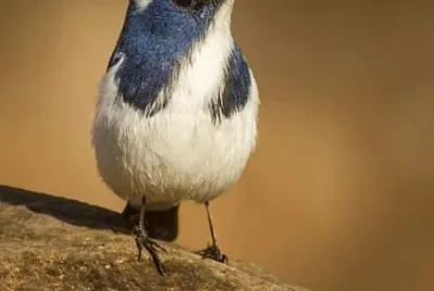 natural