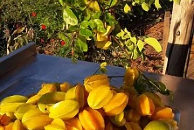 frutas