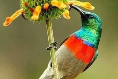 cores