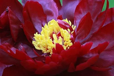 flores