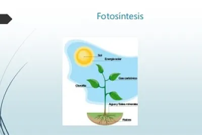 FOTOSINTESIS