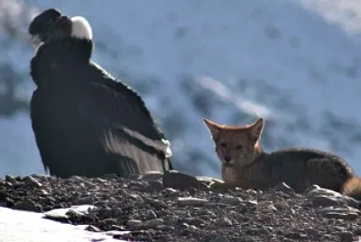 EN EL ACONCAGUA - GUARDAPARQUES