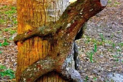 ALBERI