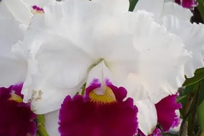 flores