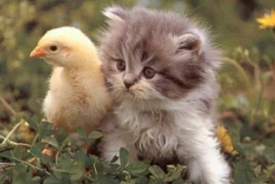 animales domesticos