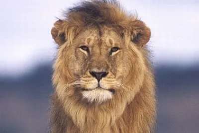 Animales salvajes