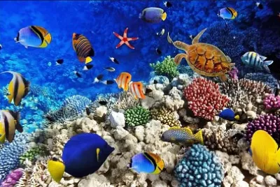 Fondo Virtual Mar