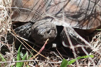 Gopher Tortoise jigsaw puzzle