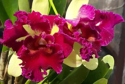flores jigsaw puzzle
