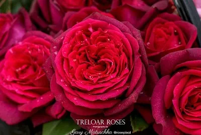flores jigsaw puzzle