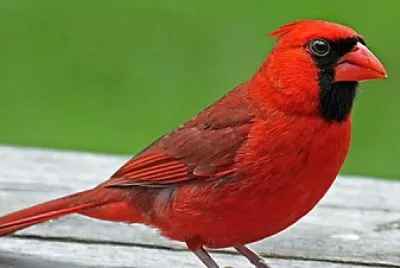 פאזל של Cardinal