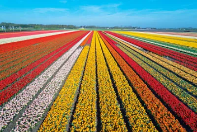 Jardim de Tulipas na Holanda