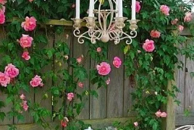 flores