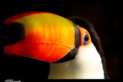 tucano