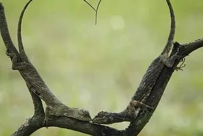 AMORE A PRIMA VISTA