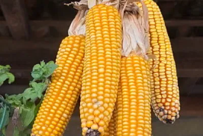 is something that you can eat