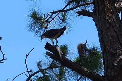Osprey with fish jigsaw puzzle