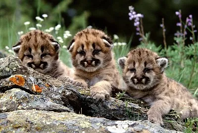 三隻山貓的小貓貓