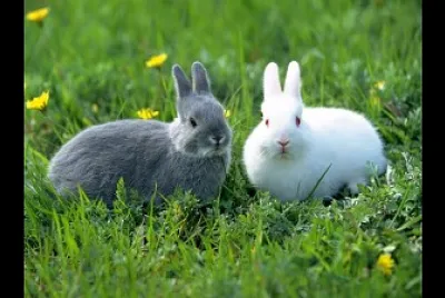 Conejos - 7mo jigsaw puzzle