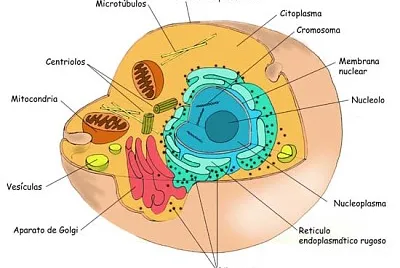 CÃ‰LULA