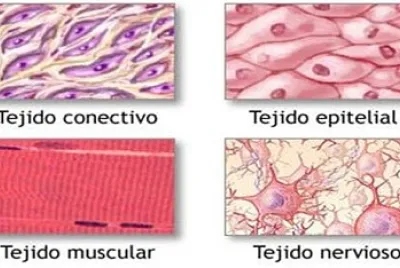 TEJIDO CONECTIVO