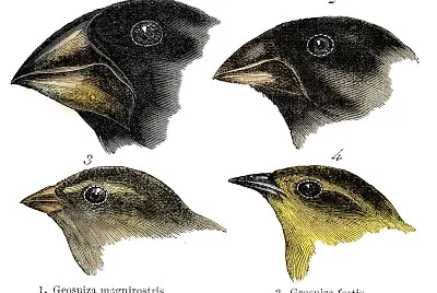 PINZONES DE LAS ISLAS GALAPAGOS