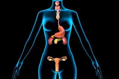 SISTEMA ENDOCRINO