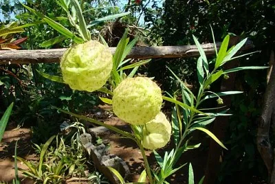 Cuba - Fleur inconnue