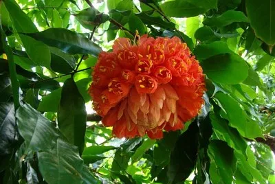 Cuba - Fleur inconnue