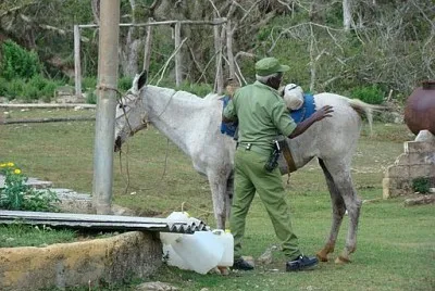 Cuba - Soins au cheval