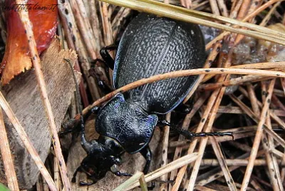 Carabus rossii jigsaw puzzle